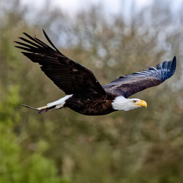 Workshop Roofvogelfotografie 3 Oktober 2026