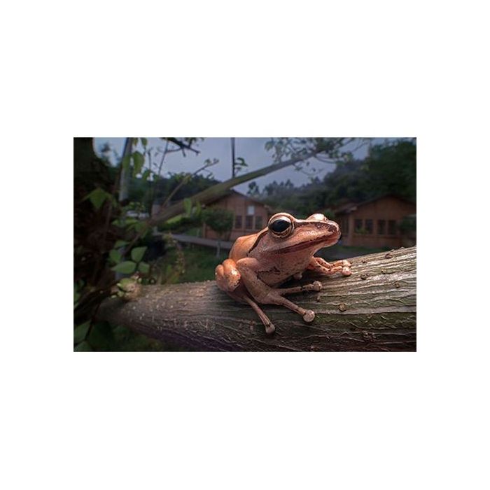 Laowa 15mm F/4 1x wide angle Macro lens - Sony FE