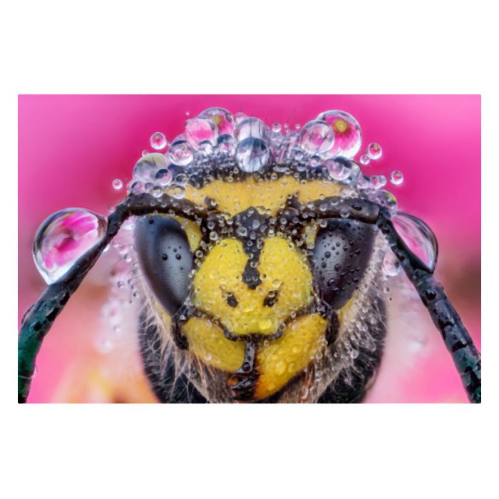 Laowa Venus 25mm f/2.8 2.5-5X Ultra-Macro Lens - Canon EF