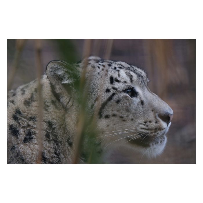 Fujifilm XF 200mm F2 R LM OIS WR/TC XF1.4